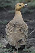 Chestnut-bellied Sandgrouse