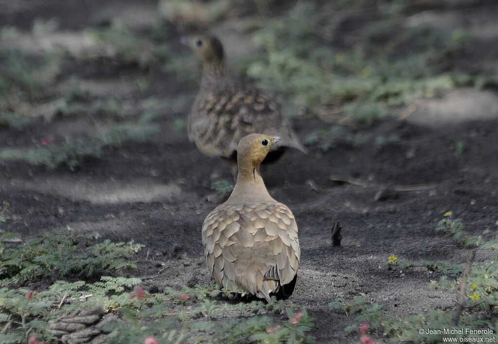 Chestnut-bellied Sandgrouse