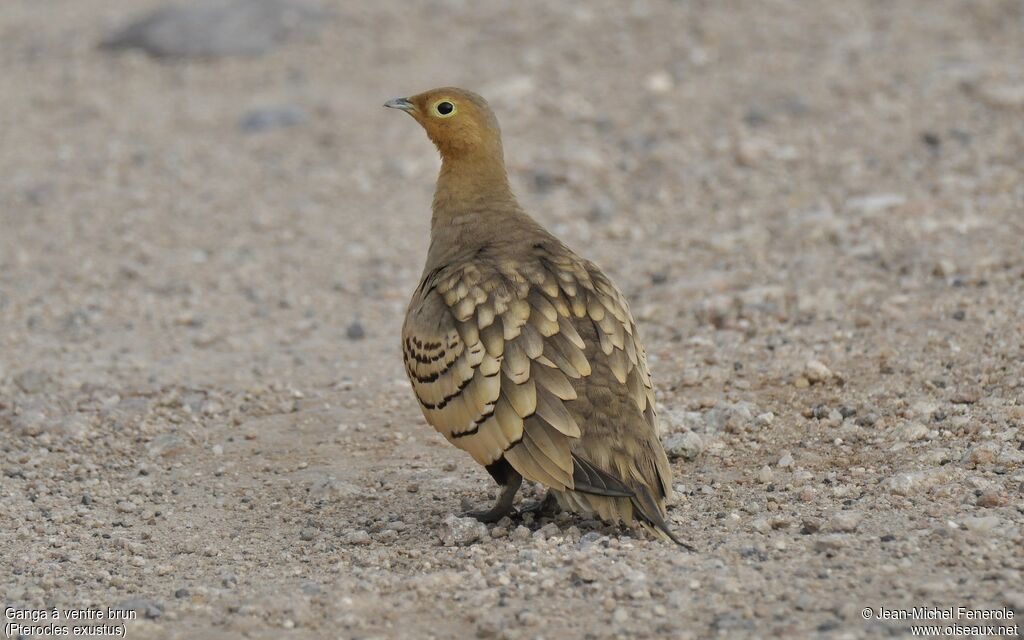 Chestnut-bellied Sandgrouse