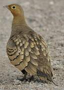 Chestnut-bellied Sandgrouse