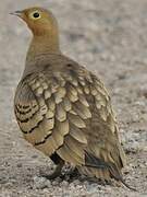 Chestnut-bellied Sandgrouse