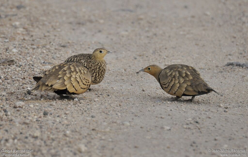 Chestnut-bellied Sandgrouse