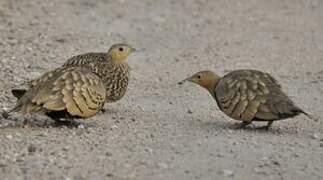 Chestnut-bellied Sandgrouse