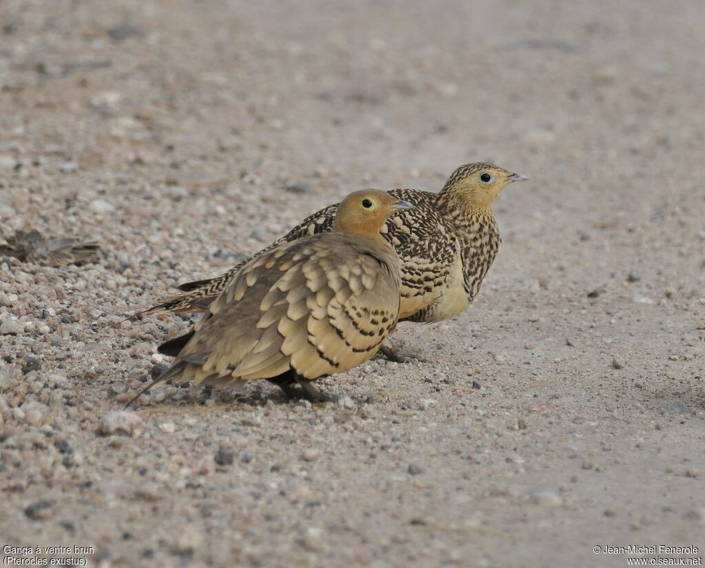 Chestnut-bellied Sandgrouse