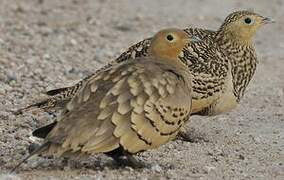 Chestnut-bellied Sandgrouse