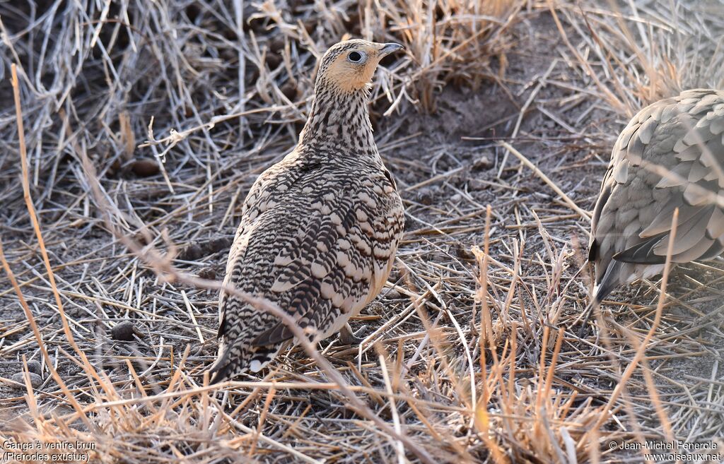 Chestnut-bellied Sandgrouse