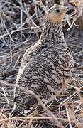 Chestnut-bellied Sandgrouse