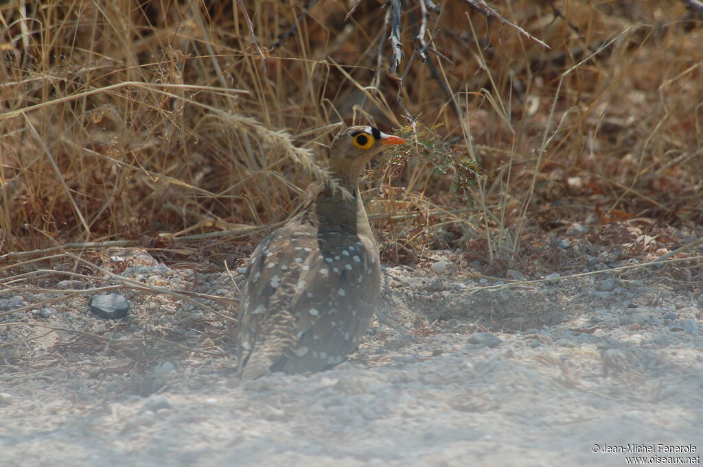 Ganga bibande mâle adulte, identification