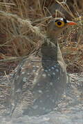 Double-banded Sandgrouse