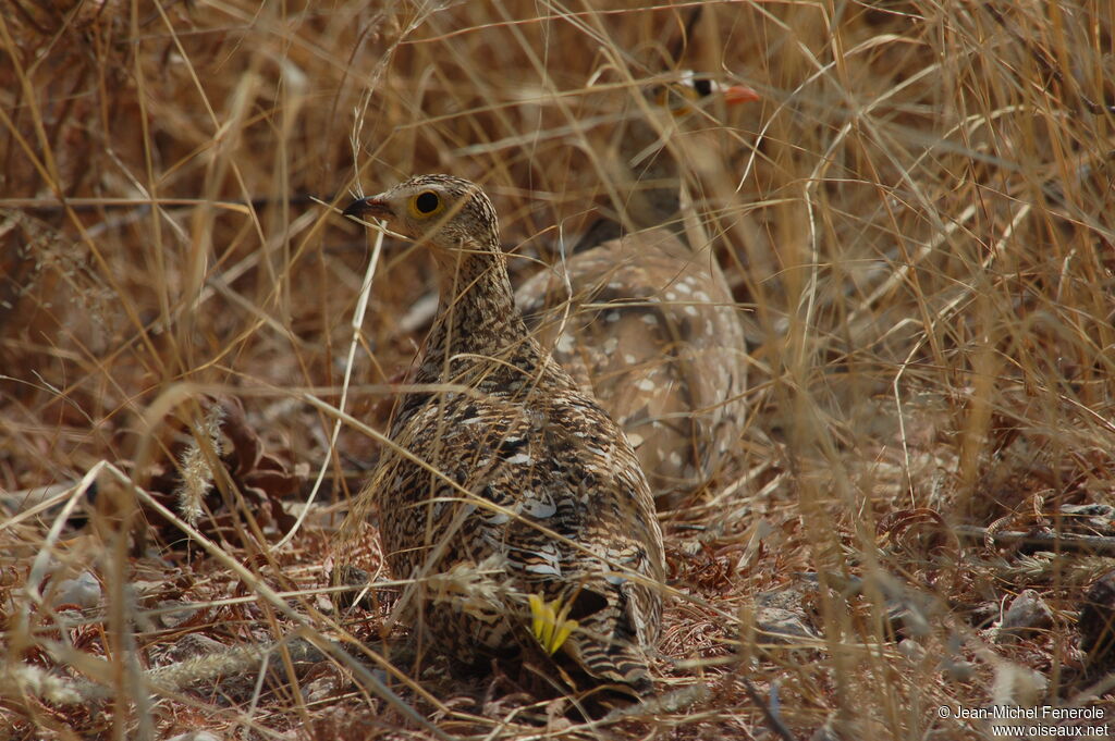 Double-banded Sandgrouse female