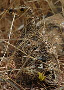 Double-banded Sandgrouse