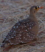 Double-banded Sandgrouse