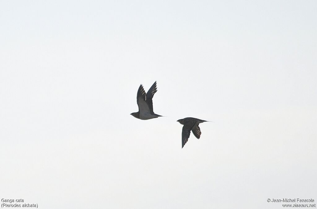 Pin-tailed Sandgrouse