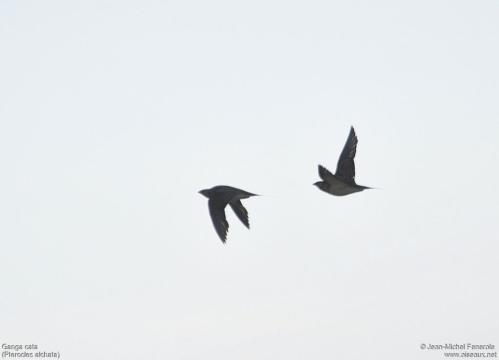 Pin-tailed Sandgrouse