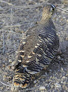 Lichtenstein's Sandgrouse