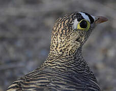 Lichtenstein's Sandgrouse