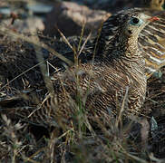 Painted Sandgrouse