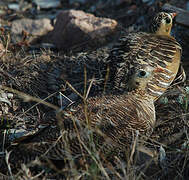 Painted Sandgrouse