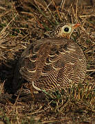 Painted Sandgrouse