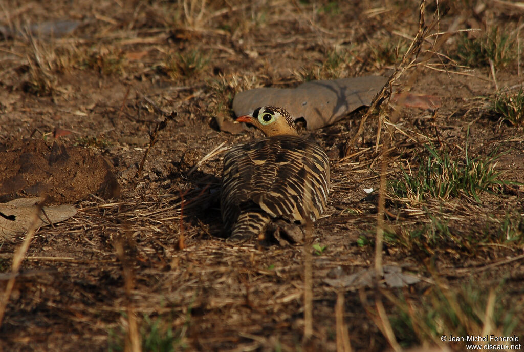 Painted Sandgrouse male adult