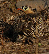 Painted Sandgrouse