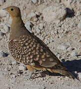 Namaqua Sandgrouse