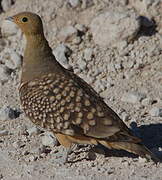 Namaqua Sandgrouse