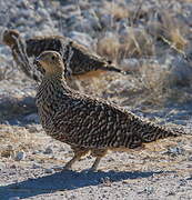 Namaqua Sandgrouse