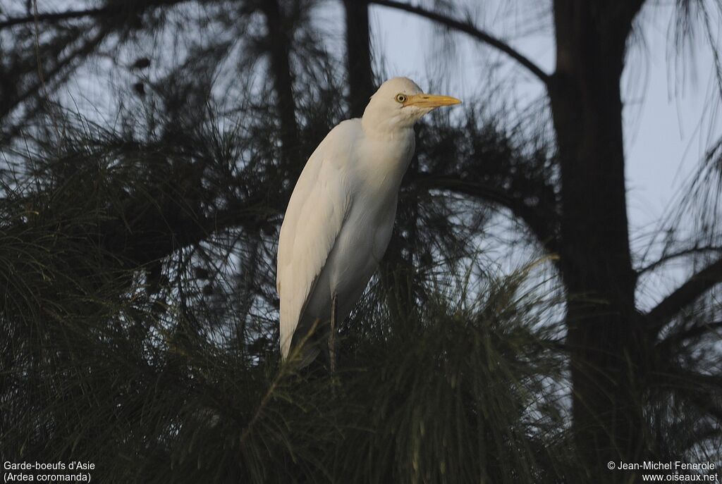 Eastern Cattle Egret