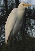 Eastern Cattle Egret