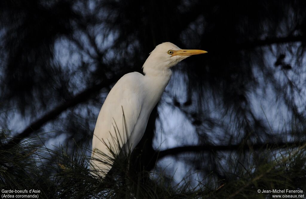 Eastern Cattle Egret