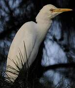 Eastern Cattle Egret