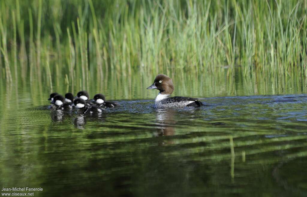 Common Goldeneye, Reproduction-nesting