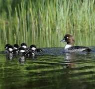 Common Goldeneye