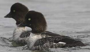 Barrow's Goldeneye