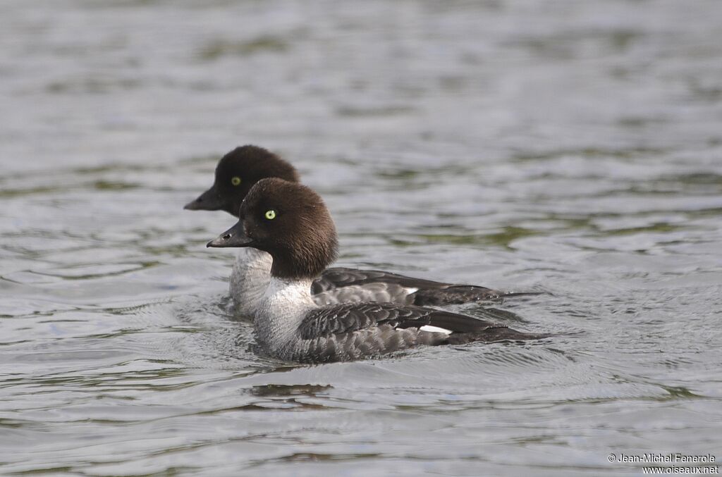 Barrow's Goldeneye