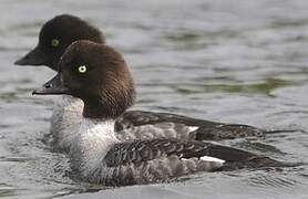 Barrow's Goldeneye