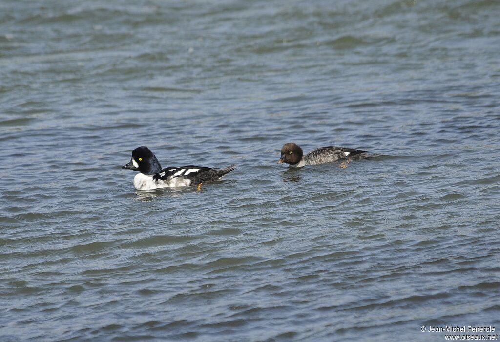 Barrow's Goldeneye