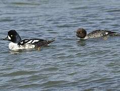 Barrow's Goldeneye