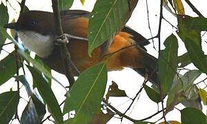 White-throated Laughingthrush