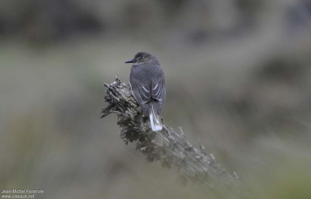 Black-billed Shrike-Tyrantadult, pigmentation, Behaviour