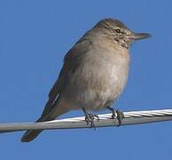 Grey-bellied Shrike-Tyrant