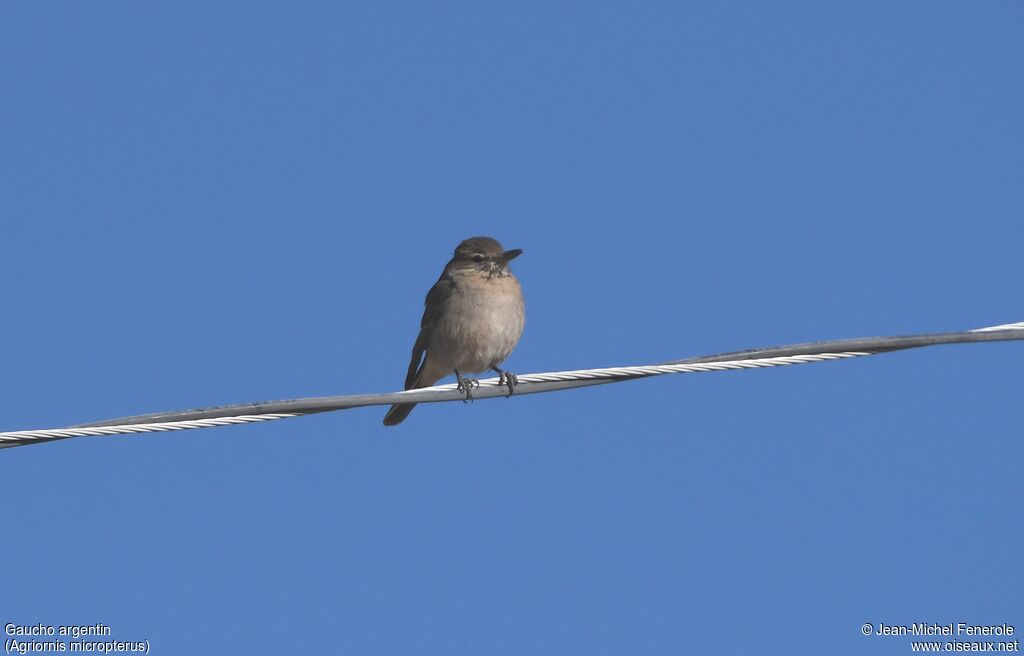 Grey-bellied Shrike-Tyrant