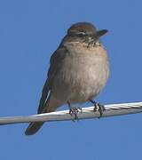 Grey-bellied Shrike-Tyrant