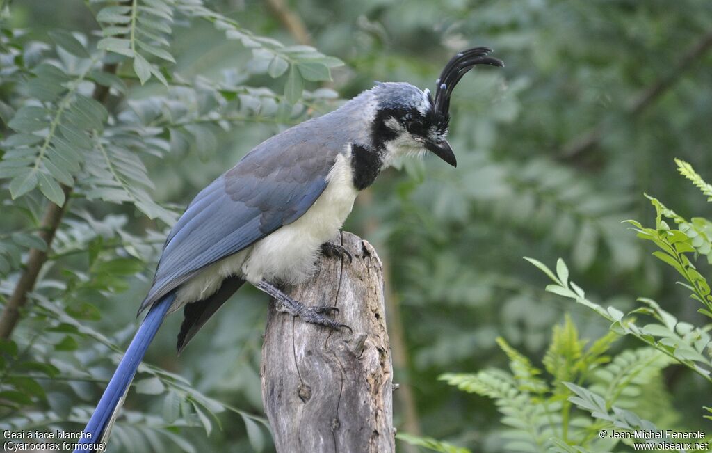 White-throated Magpie-Jay