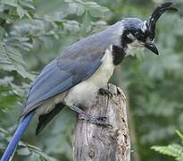 White-throated Magpie-Jay