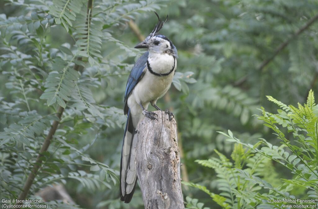 White-throated Magpie-Jay