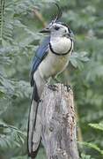 White-throated Magpie-Jay