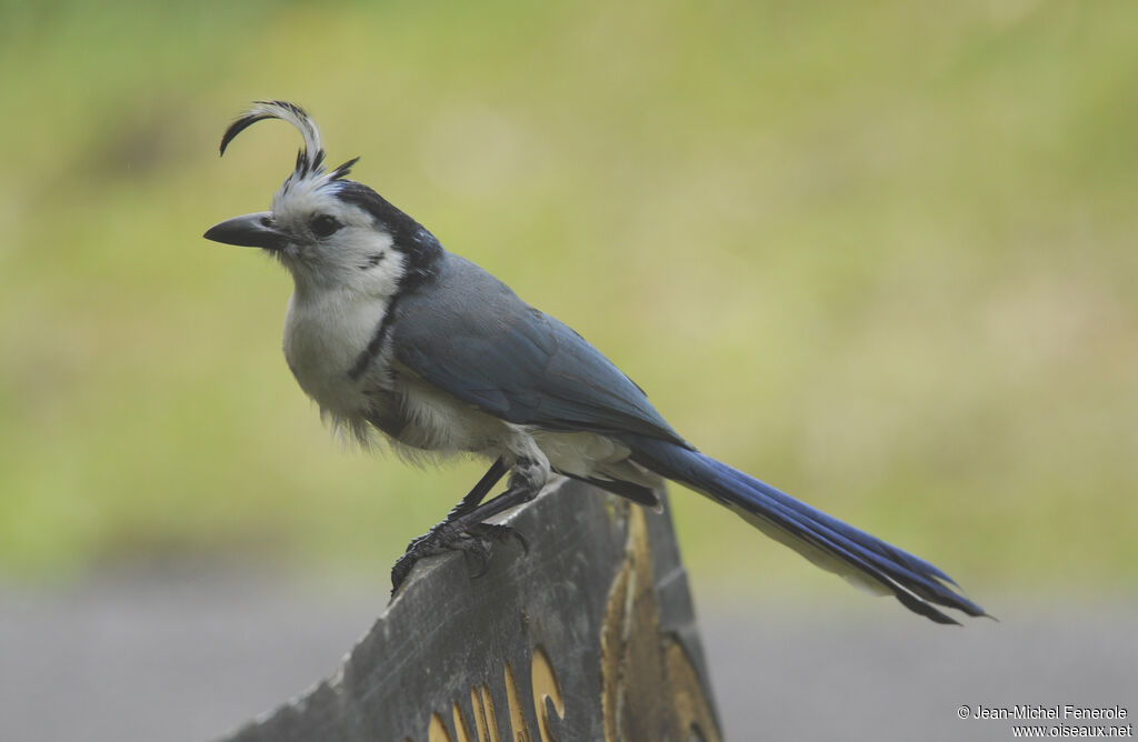 White-throated Magpie-Jay