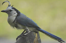 White-throated Magpie-Jay